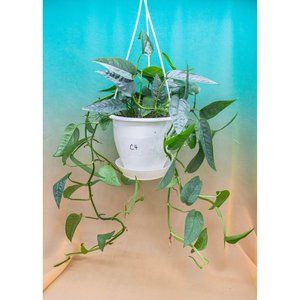 Cebu Blue Pothos 4.5" US Seller Potted RARE
